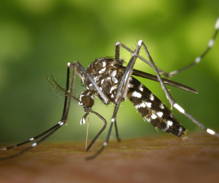 the-risks-of-georgia-mosquitoes-zone-home-solutions